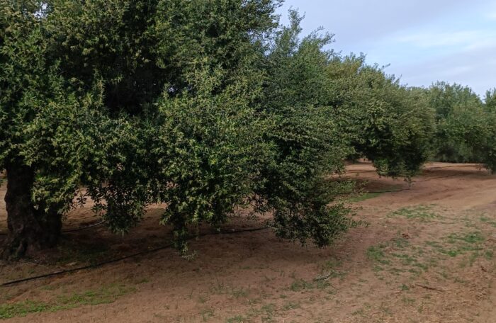 Traditional olive grove with healthy olive trees in Crete, Greece.